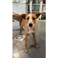 Foto dell\'animale cane - Matr. 2025/1575 - Microchip 380260170353162