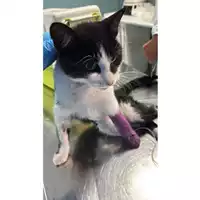 Foto dell\'animale gatto - Matr. 2025/1576 - Microchip 380260170353160