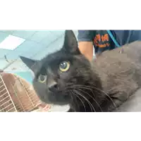 Foto dell\'animale gatto - Matr. 2021/1016 - Microchip 380260044437038