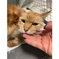 Foto dell\'animale gatto - Matr. 2025/1589 - Microchip 
