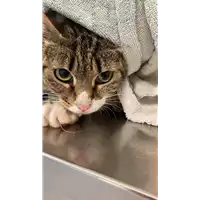 Foto dell\'animale gatto - Matr. 2021/1017 - Microchip 380260044441080