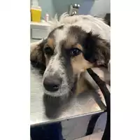 Foto dell\'animale cane - Matr. 2025/1593 - Microchip 380260170353101