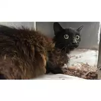 Foto dell\'animale gatto - Matr. 2025/1594 - Microchip 380260170353244