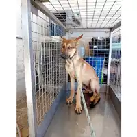 Foto dell\'animale cane - Matr. 2025/1597 - Microchip 380260170353254