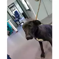 Foto dell\'animale cane - Matr. 2025/1598 - Microchip 380260170353115