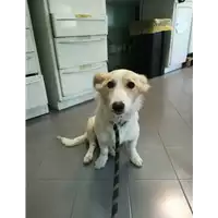 Foto dell\'animale cane - Matr. 2021/1018 - Microchip 380260044441141