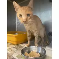 Foto dell\'animale gatto - Matr. 2025/1602 - Microchip 380260170353245