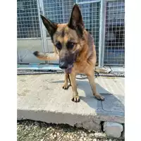 Foto dell\'animale cane - Matr. 2025/0781 - Microchip 380260170353865