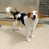 Foto dell\'animale cane - Matr. 2021/1019 - Microchip 380260044441871