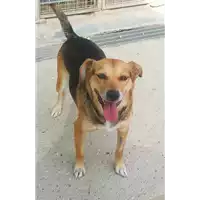 Foto dell\'animale cane - Matr. 2021/1020 - Microchip 380260044441701