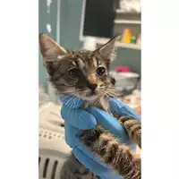 Foto dell\'animale gatto - Matr. 2025/1630 - Microchip 380260170352333