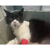 Foto dell\'animale gatto - Matr. 2025/1629 - Microchip 380260043548472