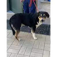 Foto dell\'animale cane - Matr. 2021/0269 - Microchip 380260101151416