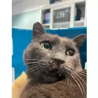 Foto dell\'animale gatto - Matr. 2025/1649 - Microchip 380260170352338