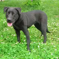 Foto dell\'animale cane - Matr. 2010/0426 - Microchip 380260000099825