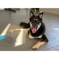 Foto dell\'animale cane - Matr. 2021/0028 - Microchip 380260044476699