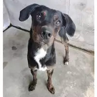 Foto dell\'animale cane - Matr. 2023/1760 - Microchip 380260045013137