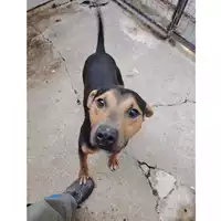 Foto dell\'animale cane - Matr. 2025/1088 - Microchip 380260170353938