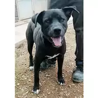 Foto dell\'animale cane - Matr. 2021/1425 - Microchip 380260044476392