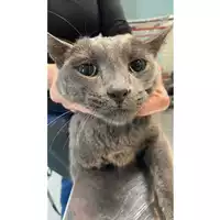 Foto dell\'animale gatto - Matr. 2025/1666 - Microchip 380260170353310