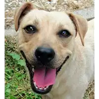 Foto dell\'animale cane - Matr. 2021/1026 - Microchip 380260044441486