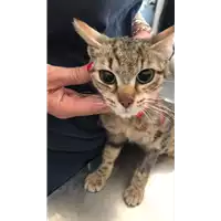 gatto - Matr. 2021/1036 - Microchip 380260044280907