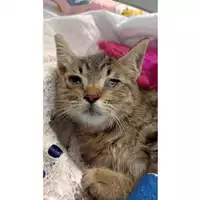 Foto dell\'animale gatto - Matr. 2025/1687 - Microchip 380260170353026