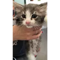 gatto - Matr. 2021/1035 - Microchip 380260044280993