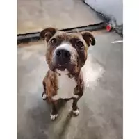 Foto dell\'animale cane - Matr. 2024/1980 - Microchip 380260170343016