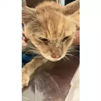 Foto dell\'animale gatto - Matr. 2025/1703 - Microchip 380260170353489