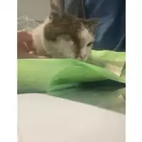 Foto dell\'animale gatto - Matr. 2025/1707 - Microchip 380260170353495