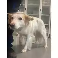 Foto dell\'animale cane - Matr. 2025/1708 - Microchip 380260170353480