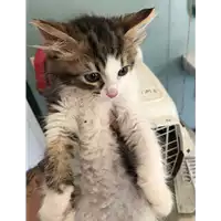 Foto dell\'animale gatto - Matr. 2021/1033 - Microchip 380260044281172