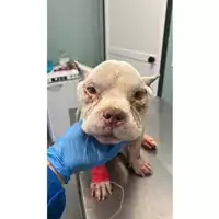 Foto dell\'animale cane - Matr. 2025/1713 - Microchip 380260170353417