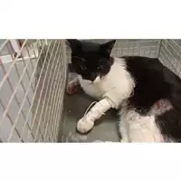 Foto dell\'animale gatto - Matr. 2025/1714 - Microchip 380260170353973