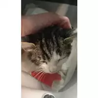 Foto dell\'animale gatto - Matr. 2025/1712 - Microchip 380260170353494