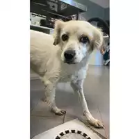 Foto dell\'animale cane - Matr. 2025/1718 - Microchip 380260170353493