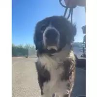 Foto dell\'animale cane - Matr. 2025/1719 - Microchip 380260170353491