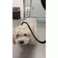 Foto dell\'animale cane - Matr. 2025/1723 - Microchip 642099010120234