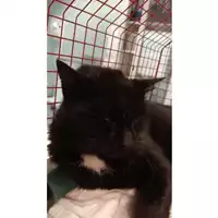 Foto dell\'animale gatto - Matr. 2025/1721 - Microchip 380260170353487