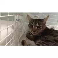 Foto dell\'animale gatto - Matr. 2025/1722 - Microchip 380260170353490