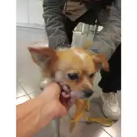 Foto dell\'animale cane - Matr. 2025/1724 - Microchip 380260170353463