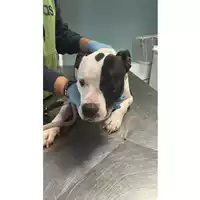 Foto dell\'animale cane - Matr. 2025/1726 - Microchip 380260170353473