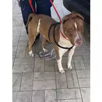 Foto dell\'animale cane - Matr. 2019/0518 - Microchip 380260004914330