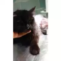 Foto dell\'animale gatto - Matr. 2025/1731 - Microchip 380260170353460