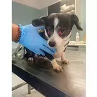 Foto dell\'animale cane - Matr. 2025/1728 - Microchip 380260004905174