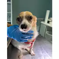 Foto dell\'animale cane - Matr. 2025/1727 - Microchip 380260170353464