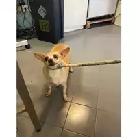 Foto dell\'animale cane - Matr. 2025/1730 - Microchip 380260170353476