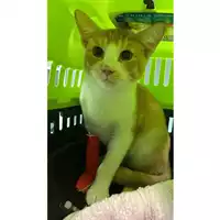 Foto dell\'animale gatto - Matr. 2025/1735 - Microchip 380260170353472