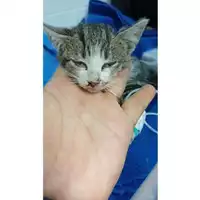 Foto dell\'animale gatto - Matr. 2025/1736 - Microchip 380260170353465